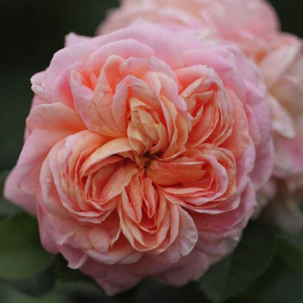 Miniatuur 2
