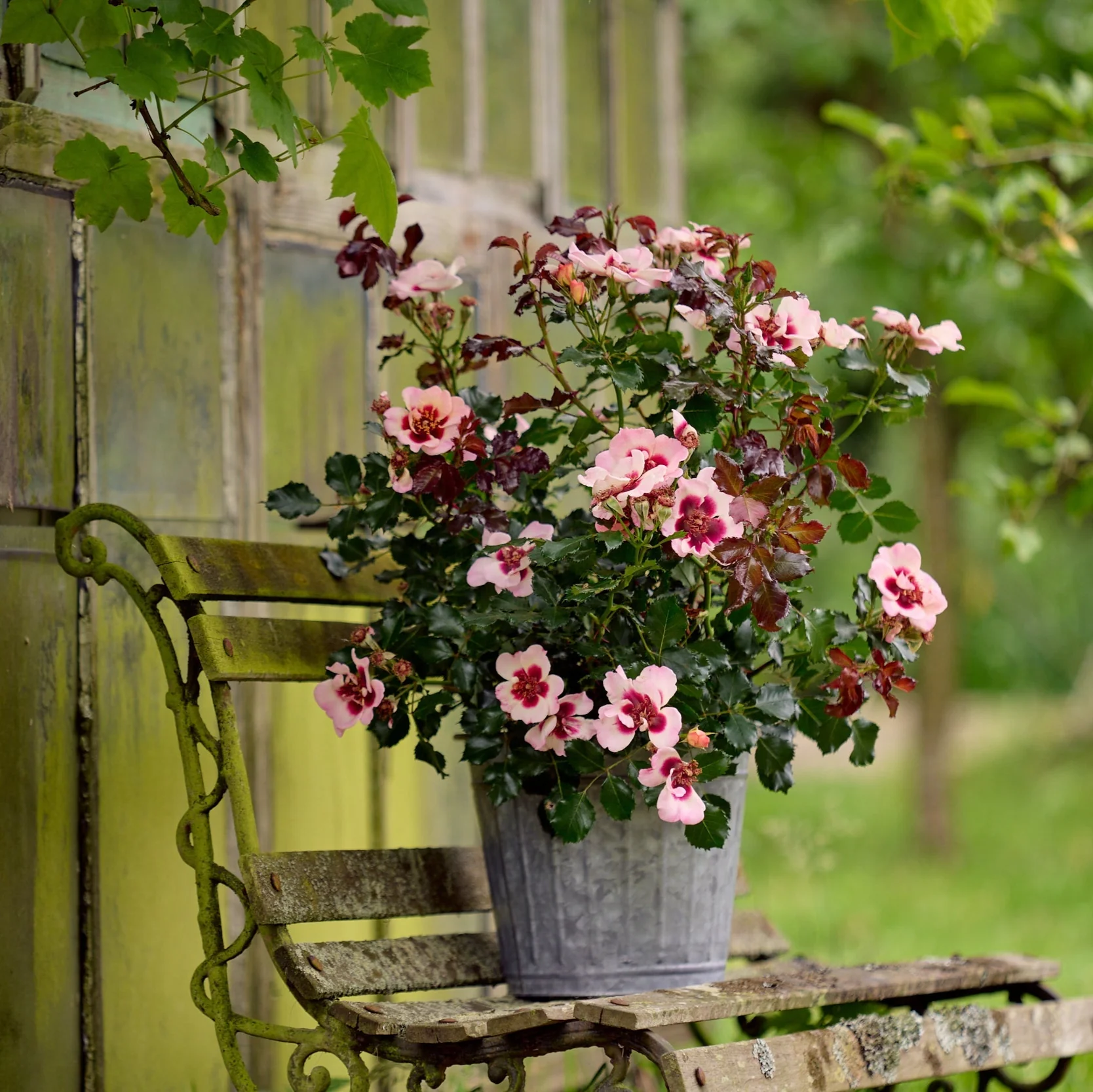 Miniatuur 3