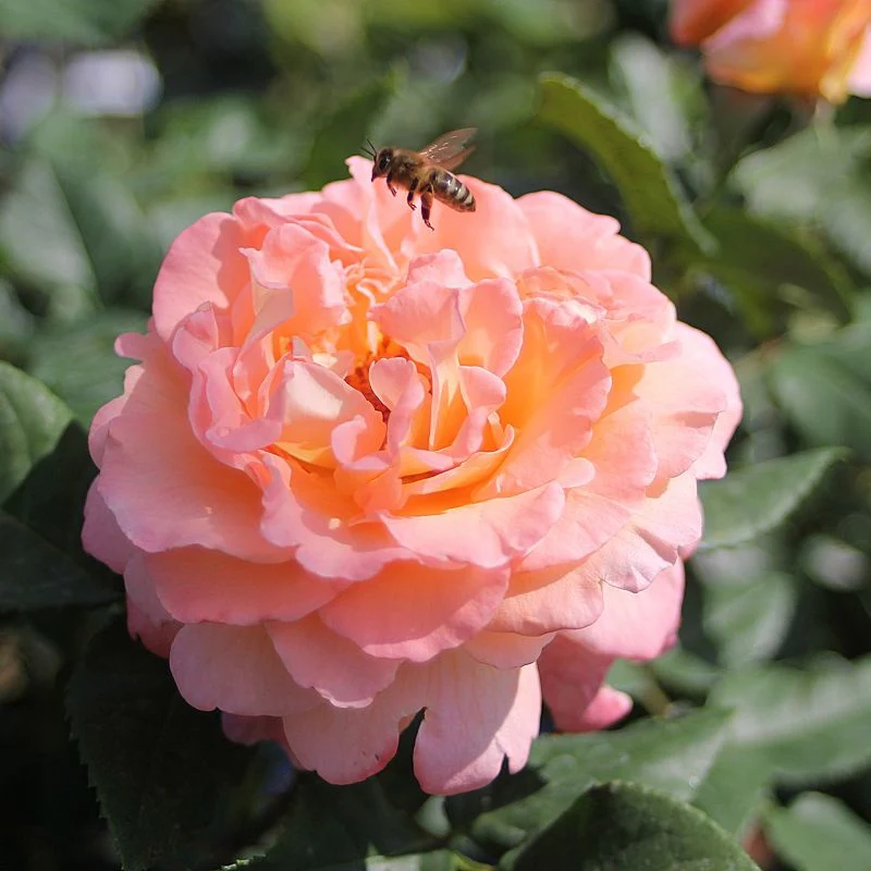 Miniatuur 3