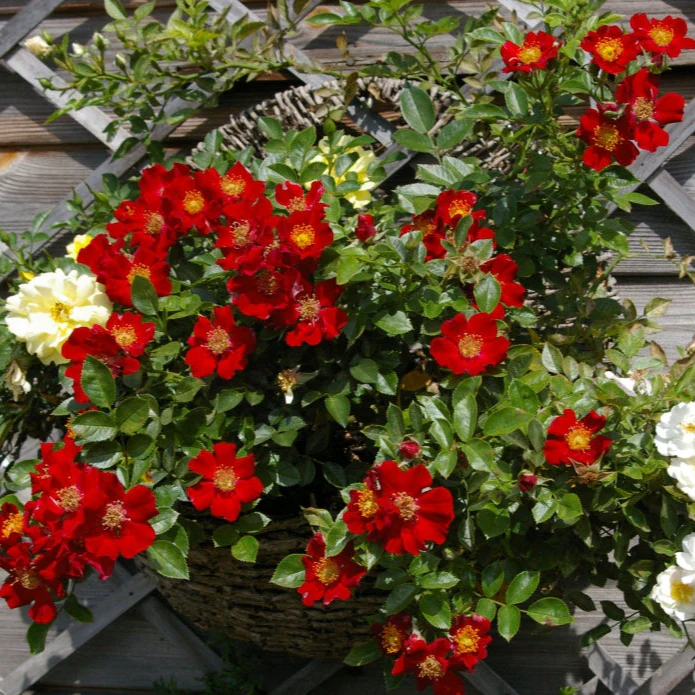 Miniatuur 2
