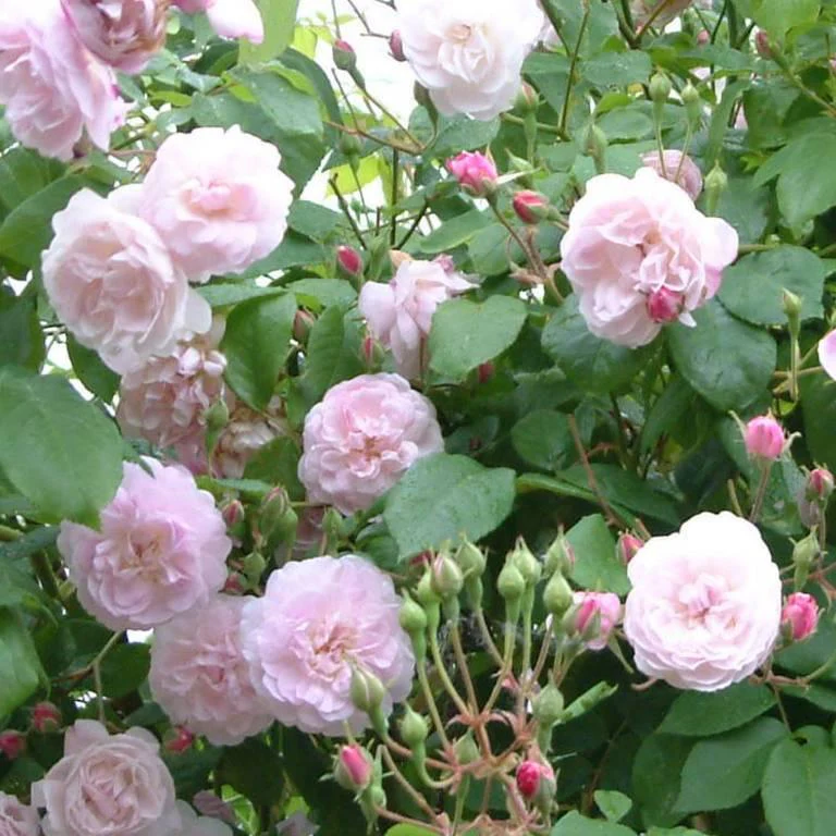 Miniatuur 3