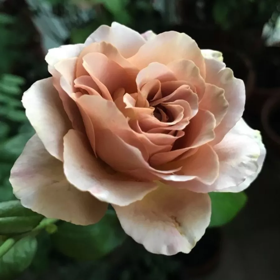 Miniatuur 2