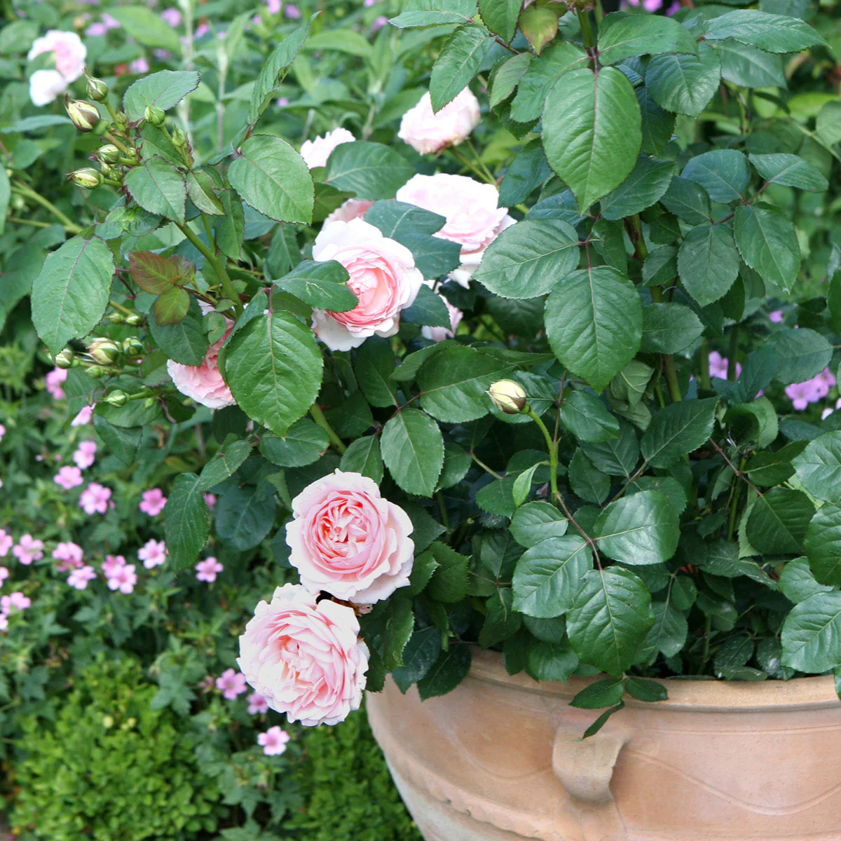 Miniatuur 2