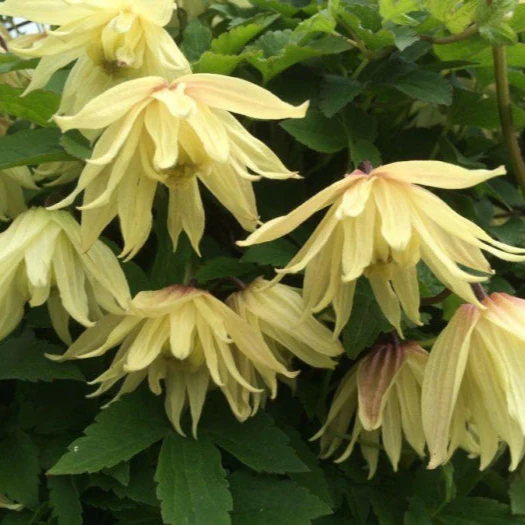Miniatuur 1