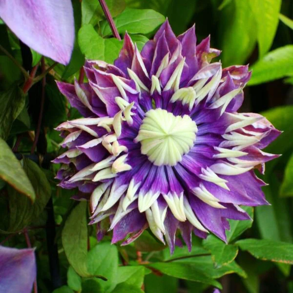 Miniatuur 1