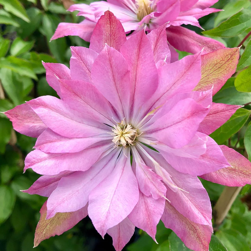 Miniatuur 3
