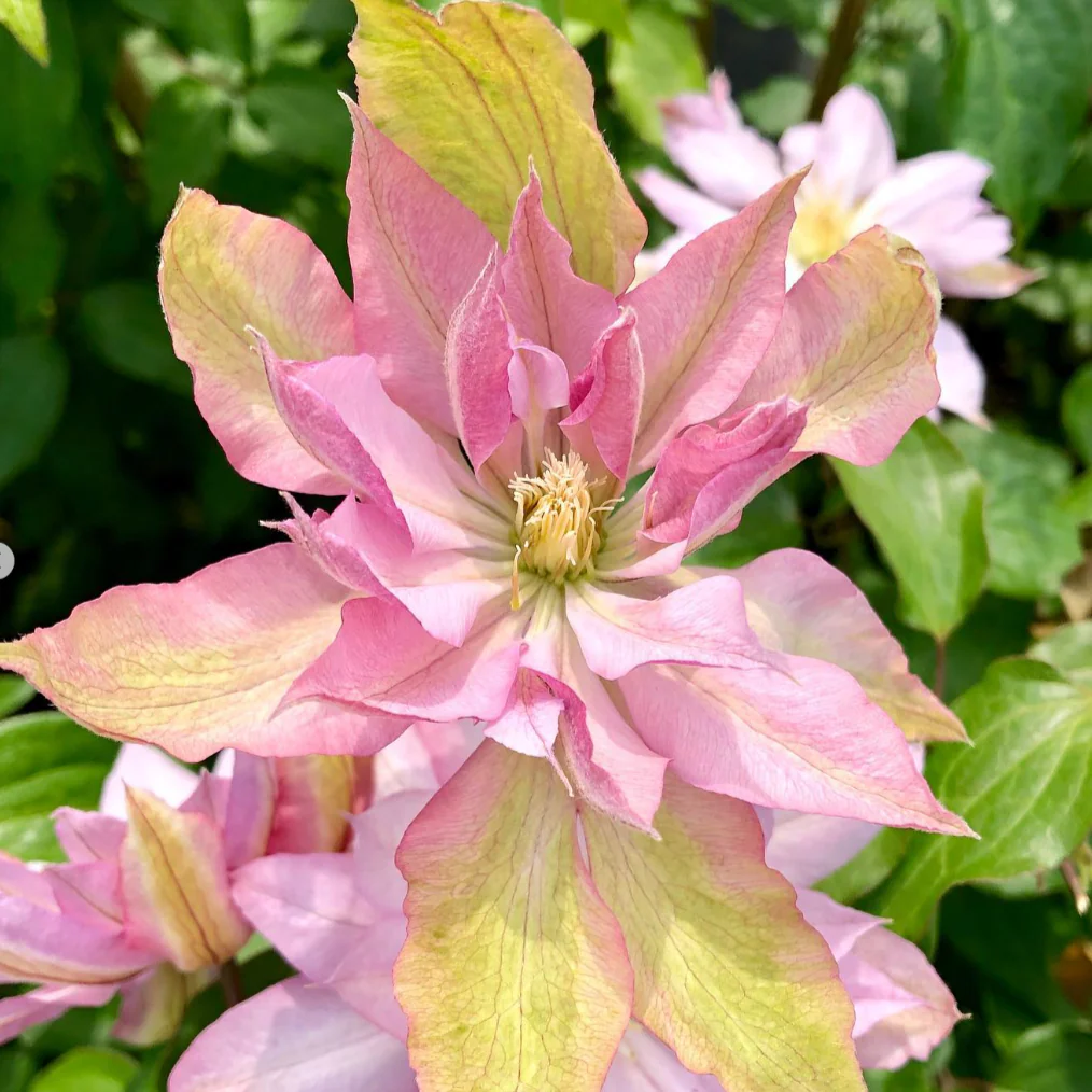 Miniatuur 4