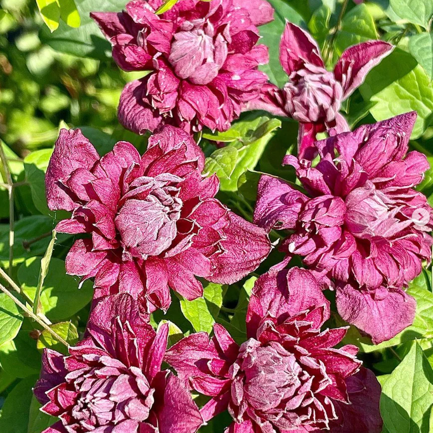 Miniatuur 3