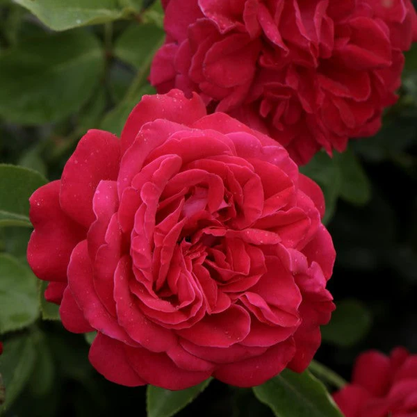 Miniatuur 2