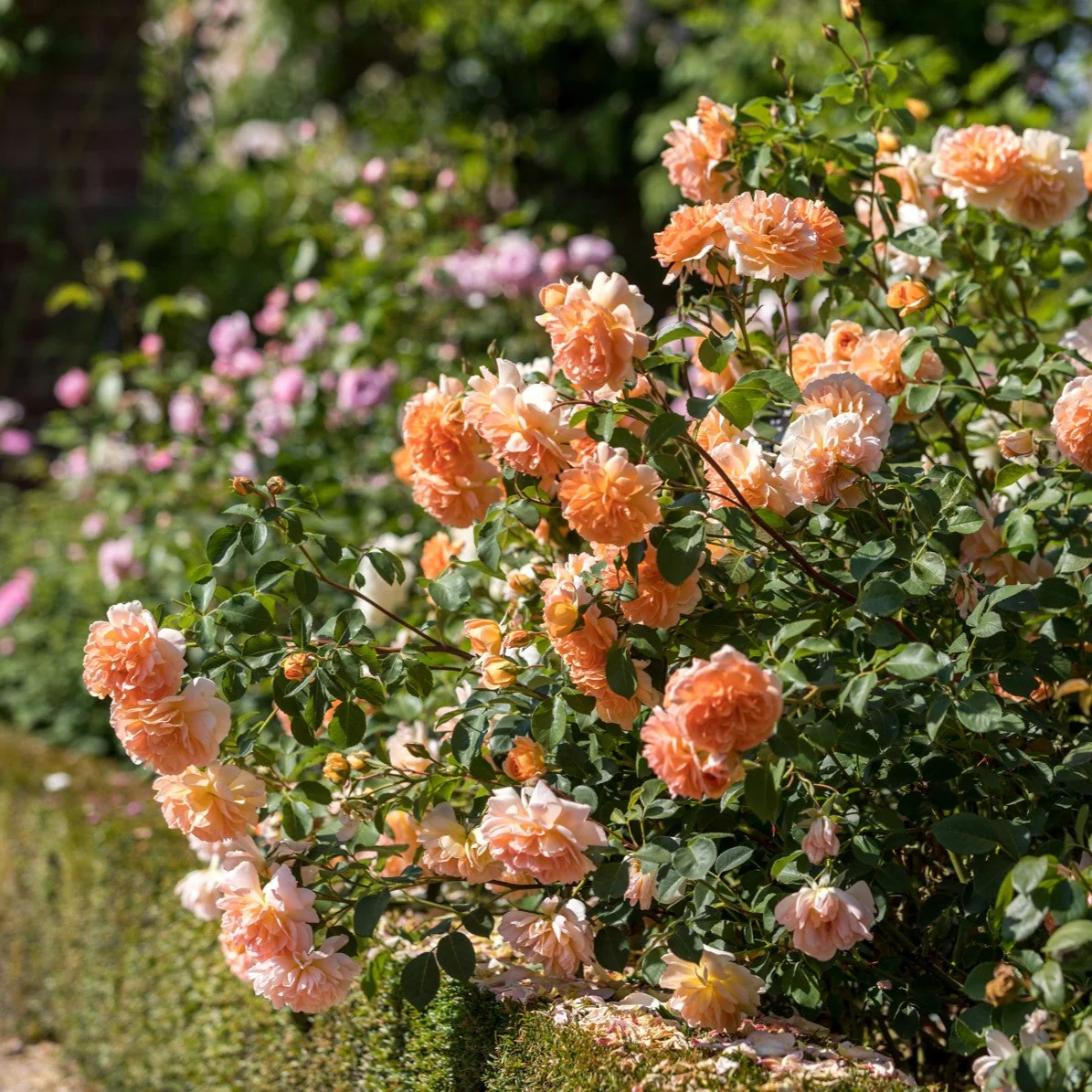 Miniatuur 3