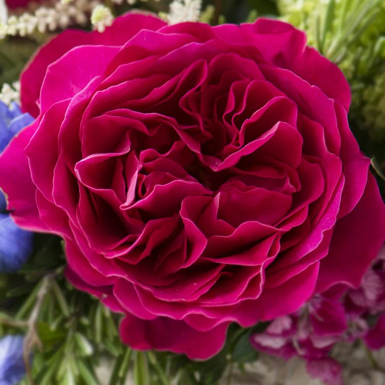 Miniatuur 2