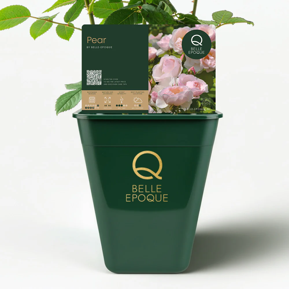 Miniatuur 3
