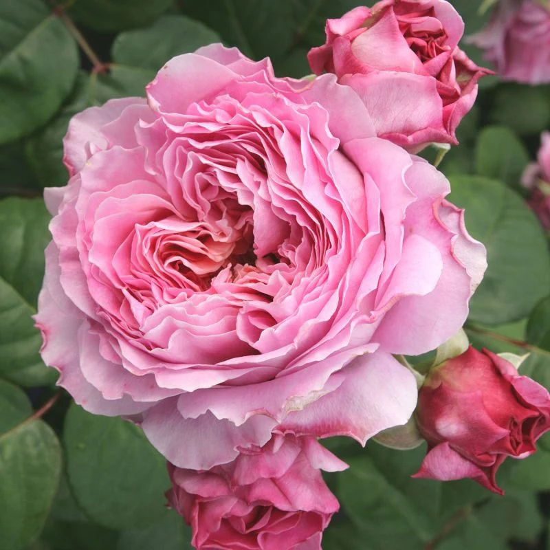 Miniatuur 2
