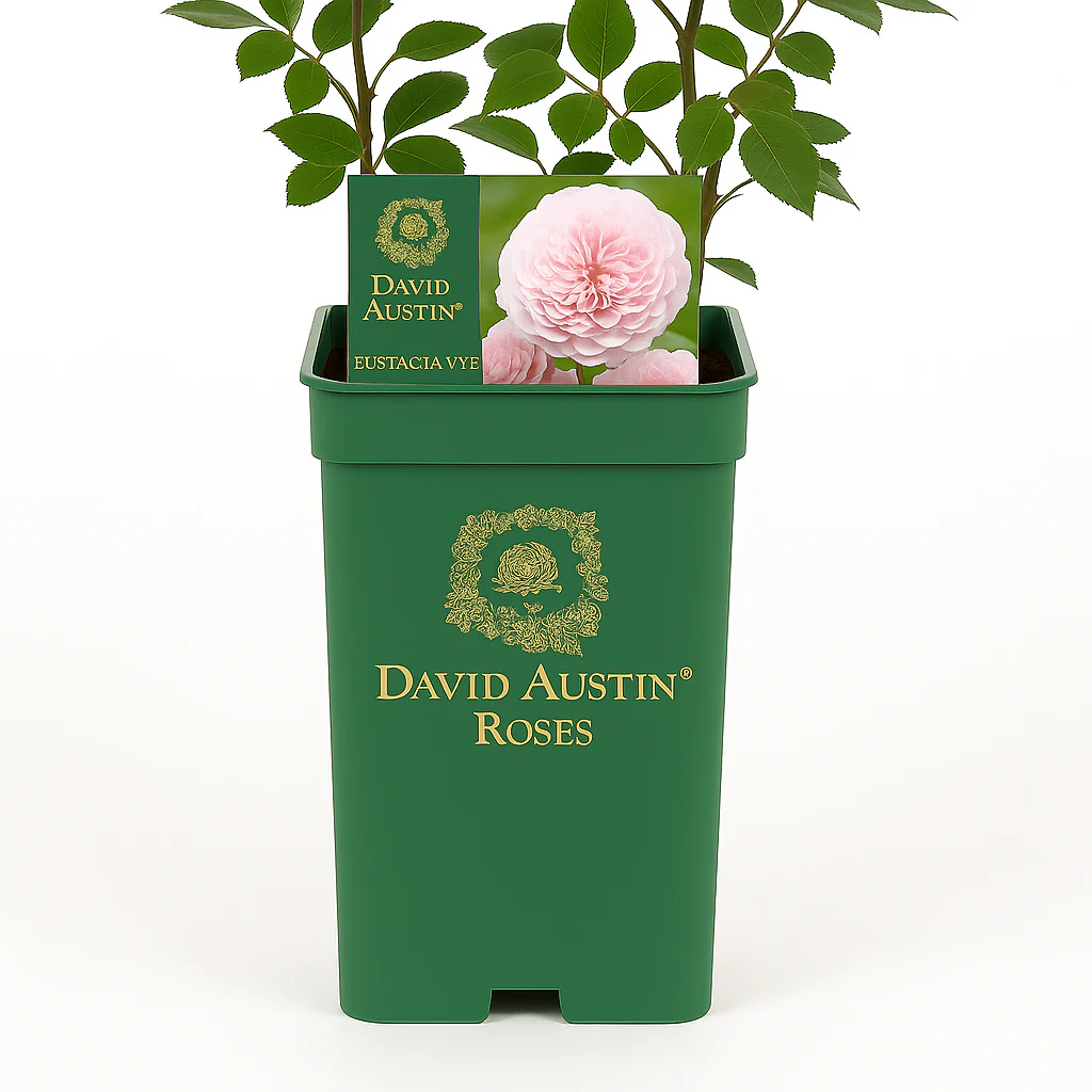 Miniatuur 4