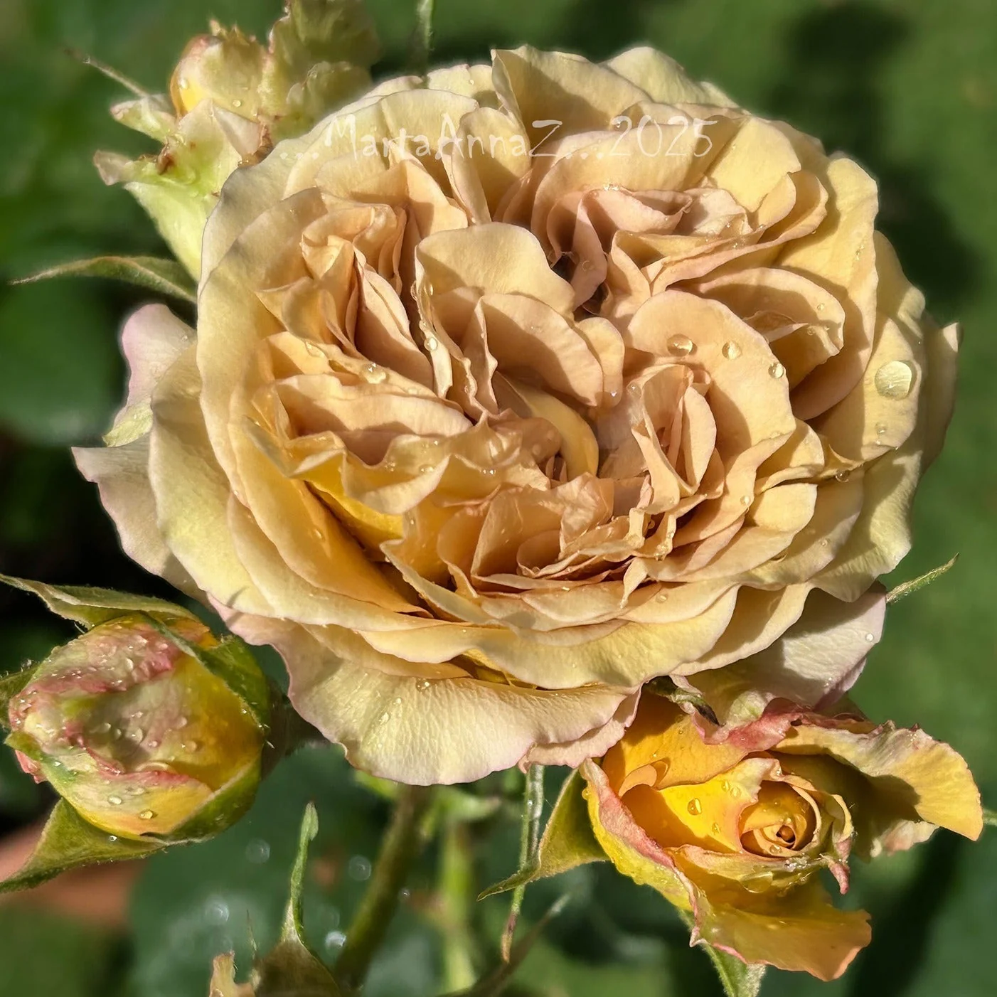 Miniatuur 3