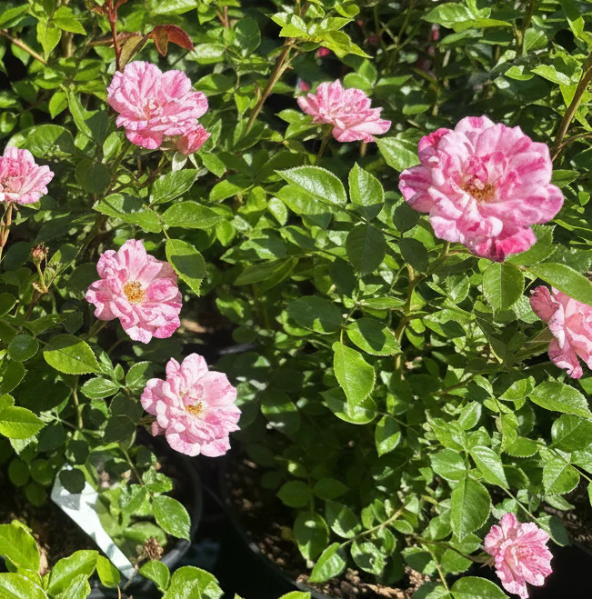 Miniatuur 2
