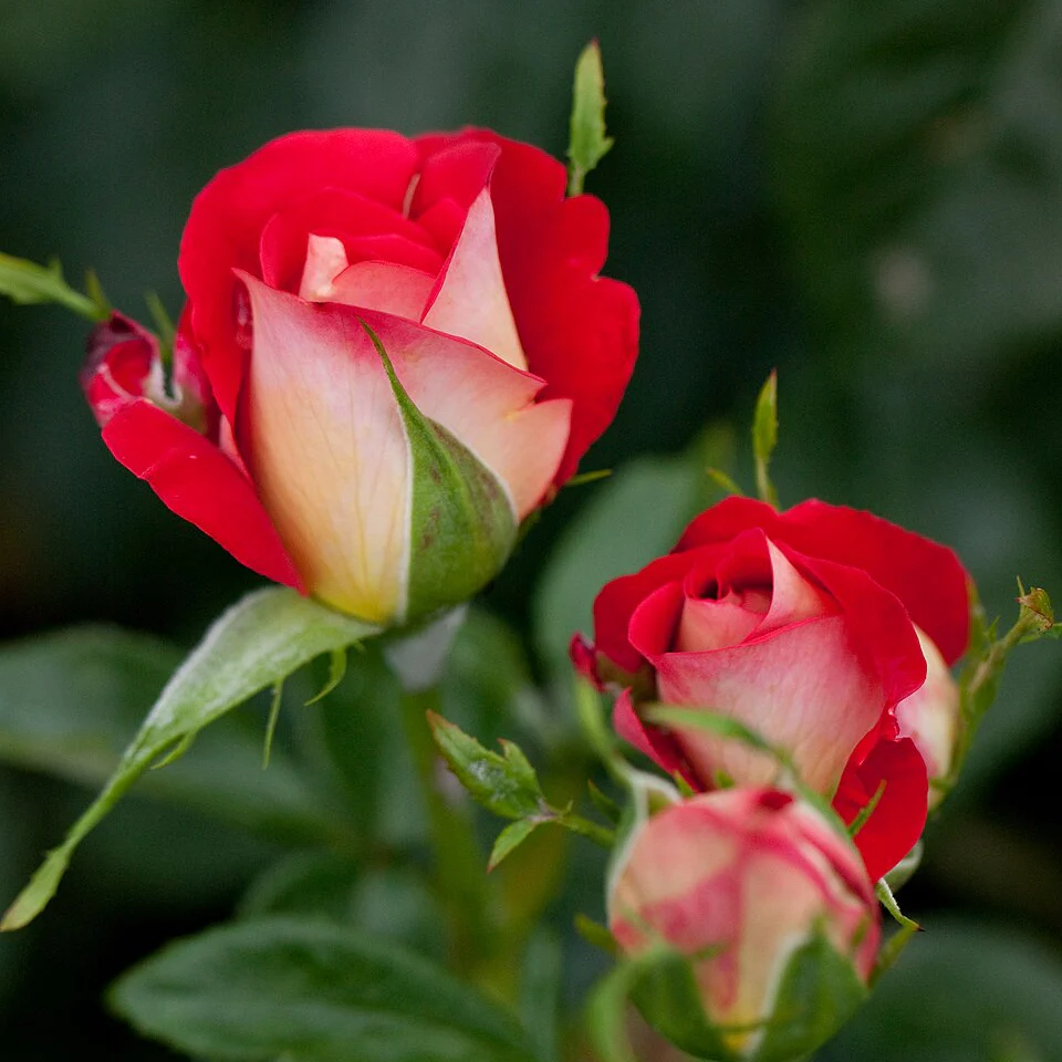 Miniatuur 2