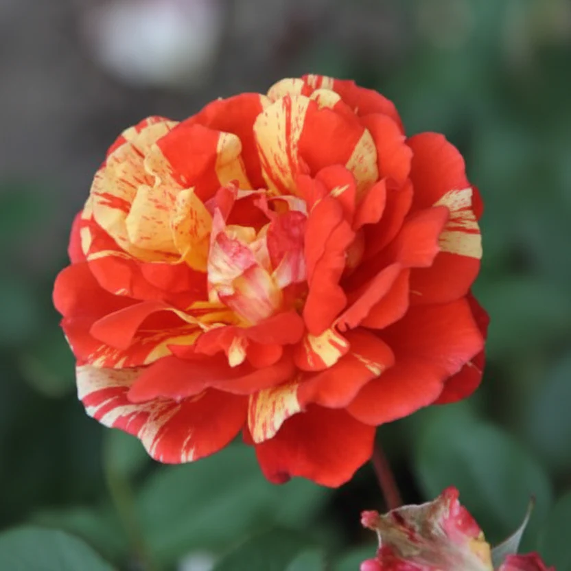 Miniatuur 2