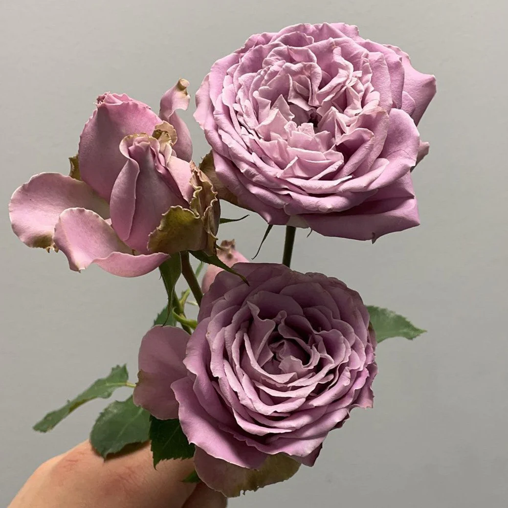 Miniatuur 2