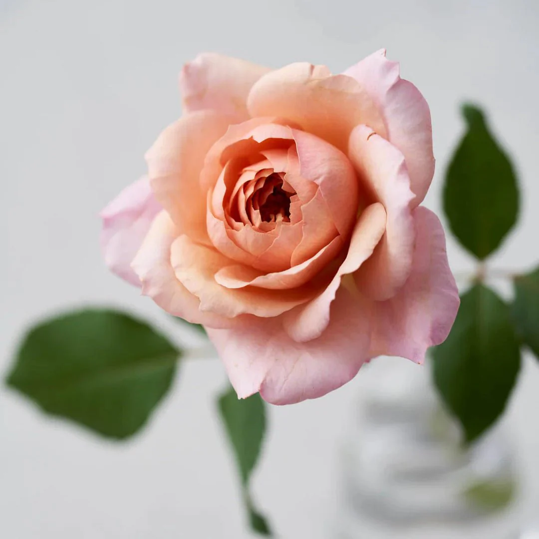 Miniatuur 3