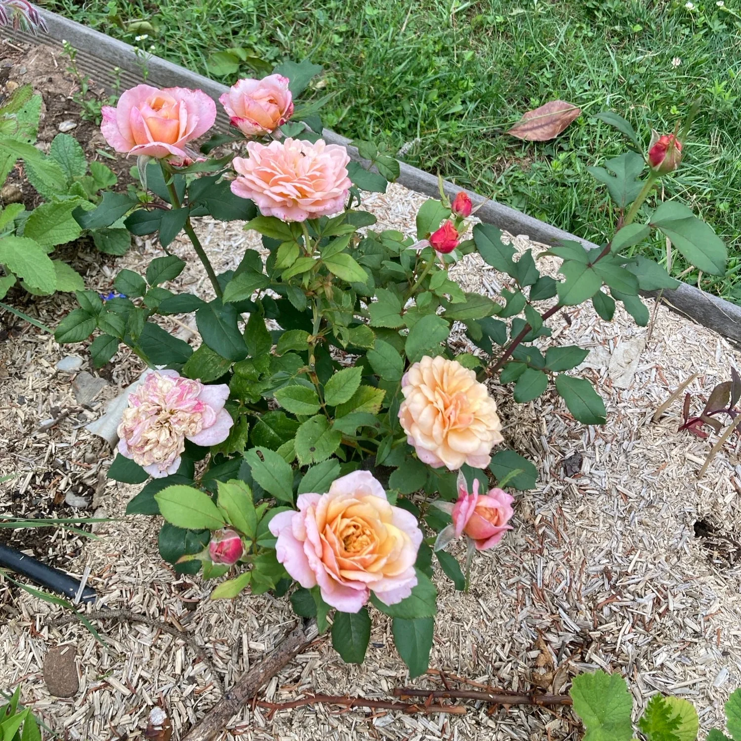 Miniatuur 4