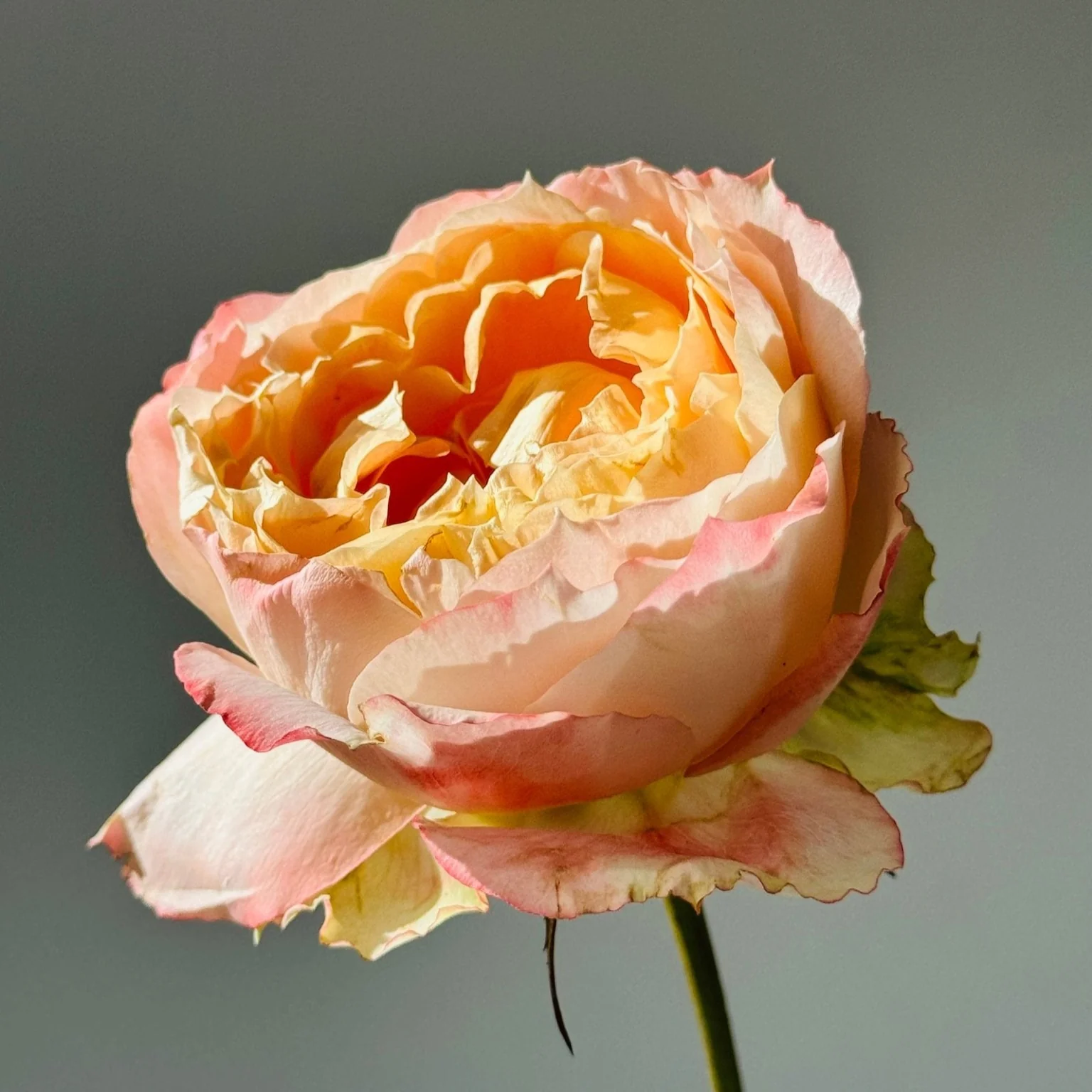 Miniatuur 2