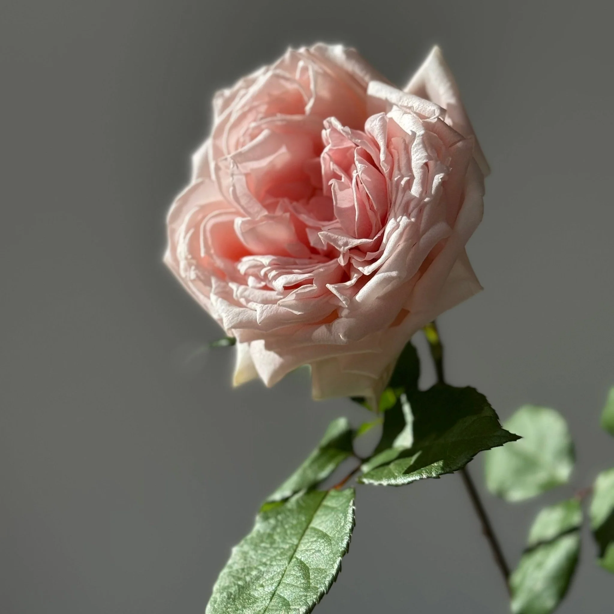 Miniatuur 3