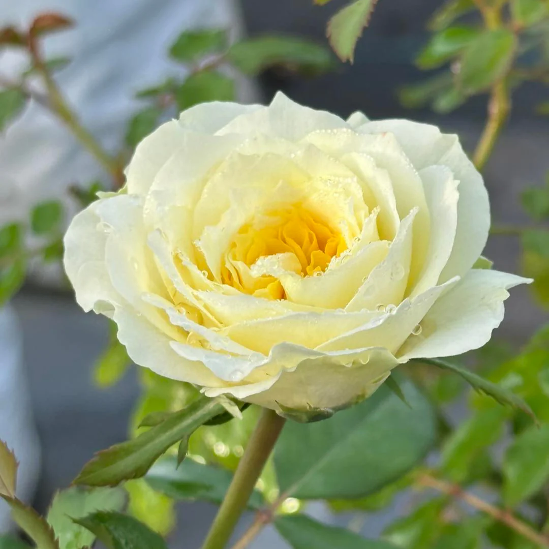 Miniatuur 1