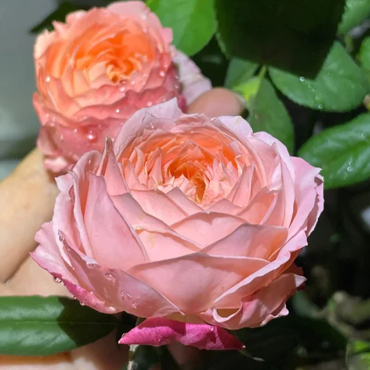 Miniatuur 2