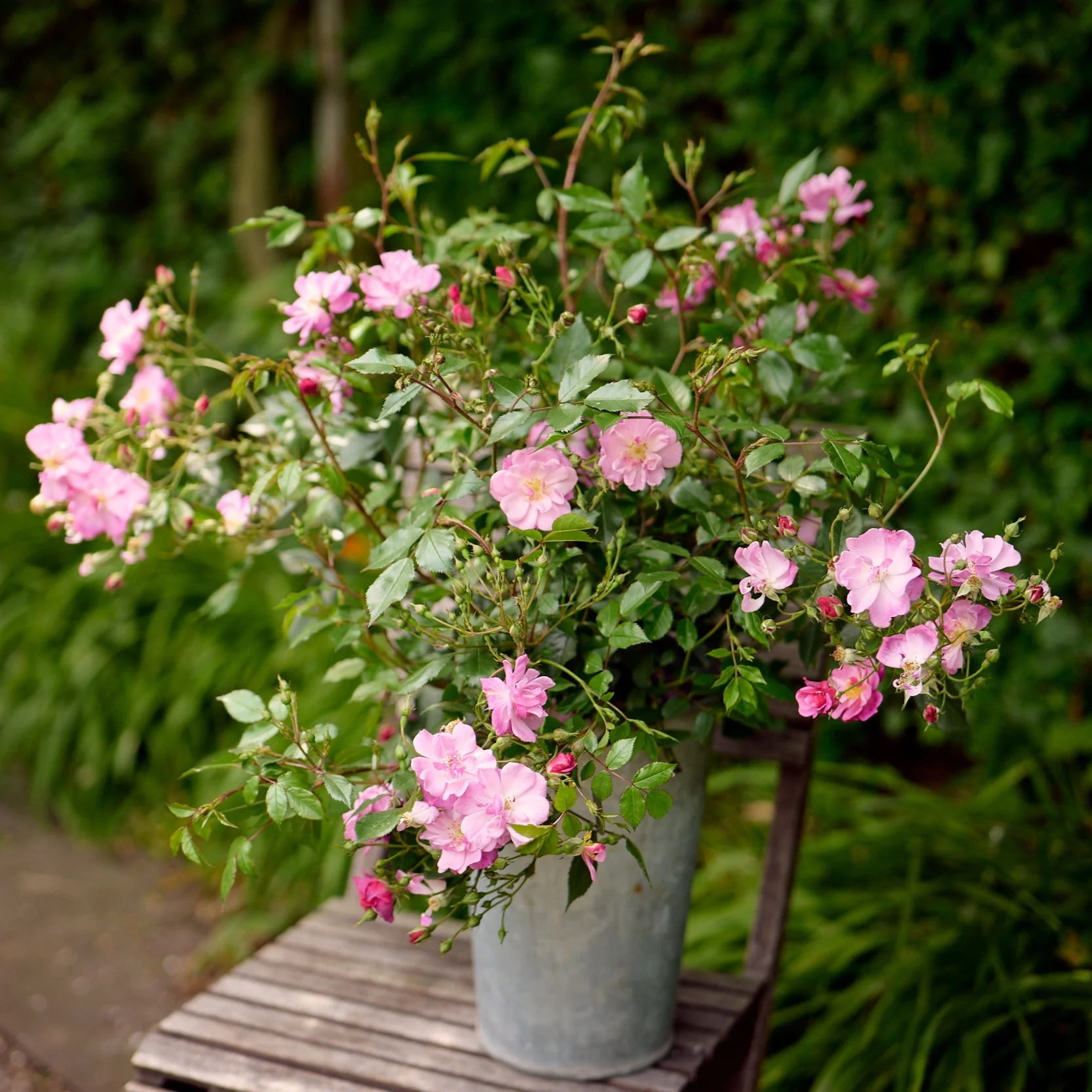 Miniatuur 4