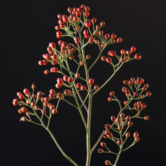 Miniatuur 3