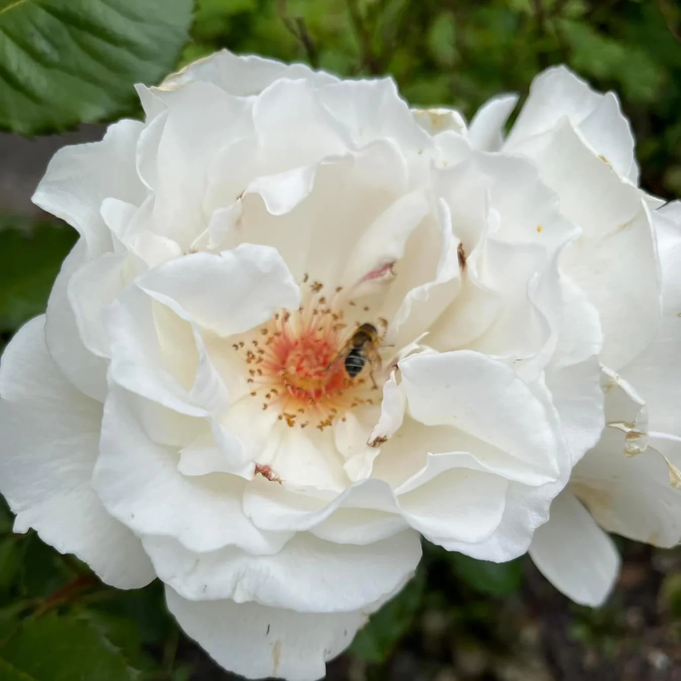 Miniatuur 2
