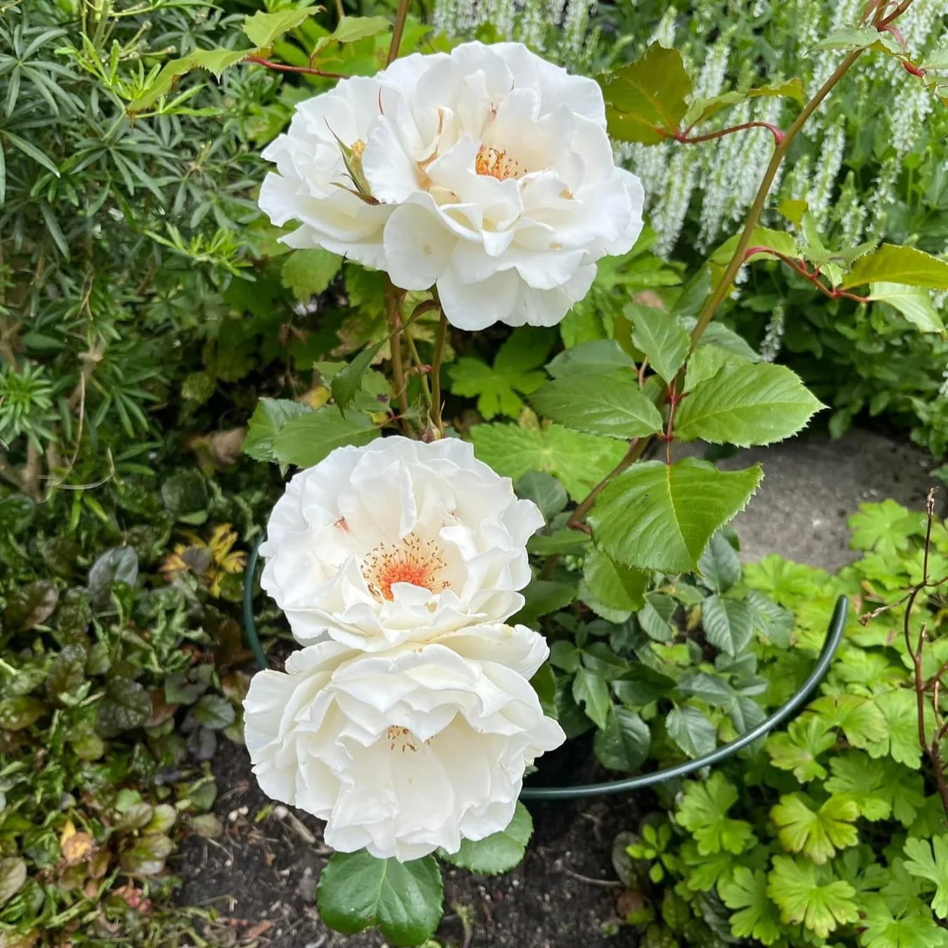Miniatuur 3