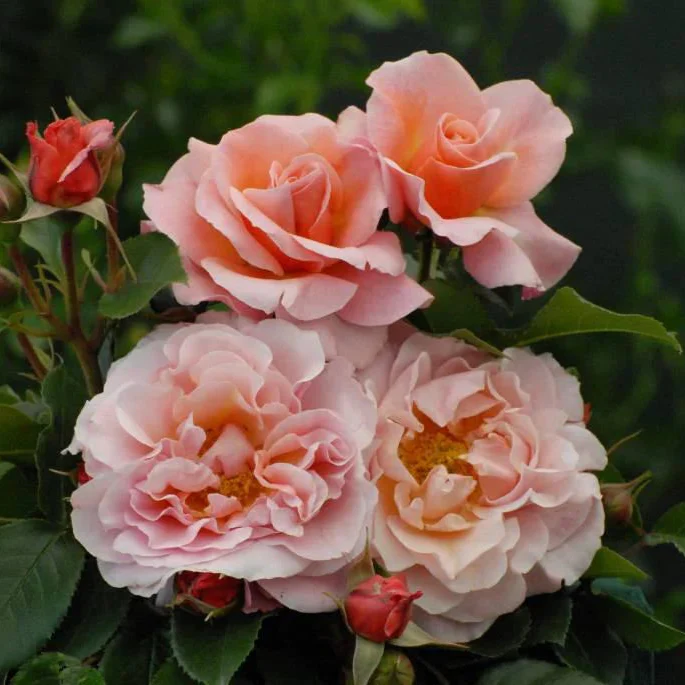 Miniatuur 2