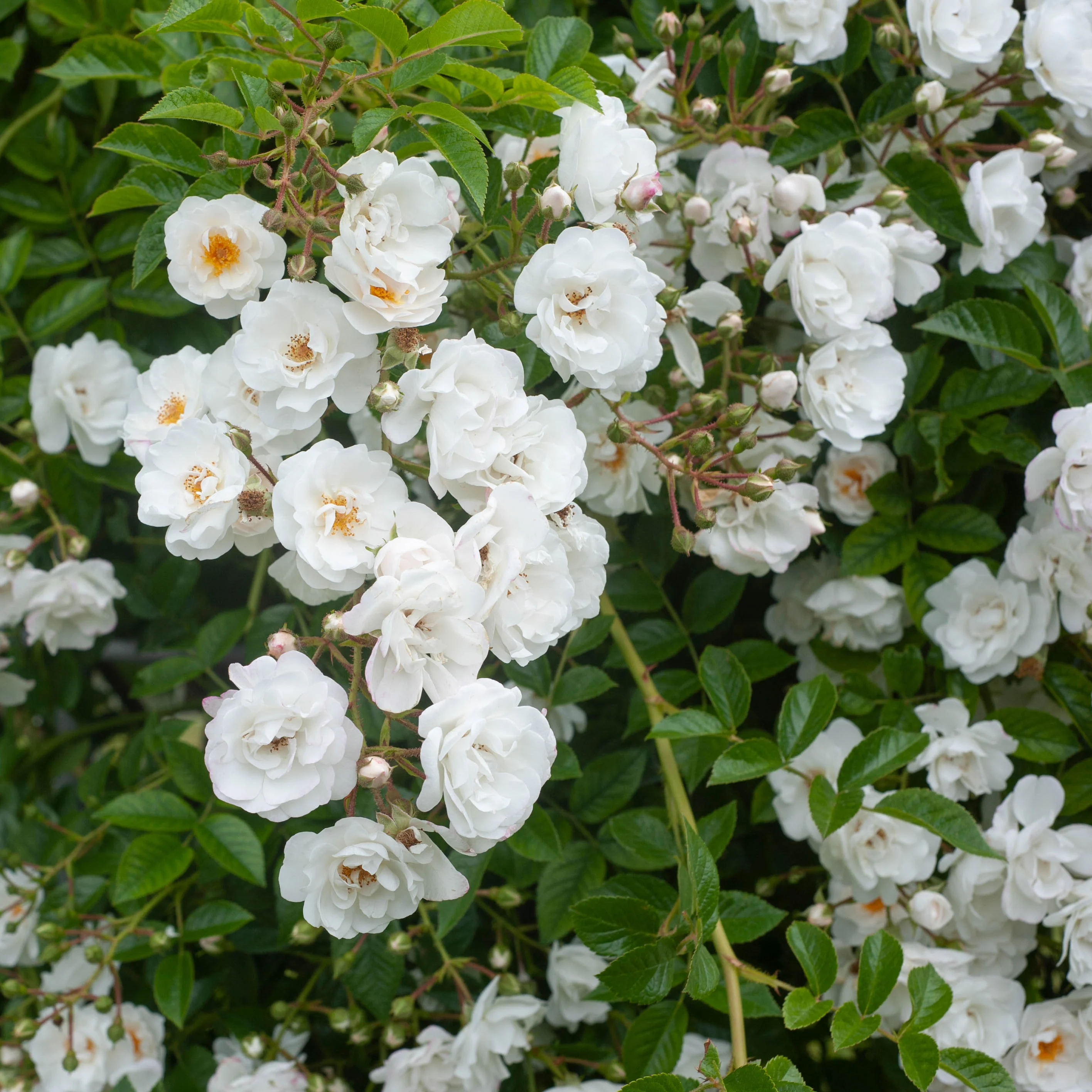 Miniatuur 2