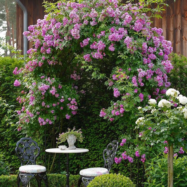 Miniatuur 2