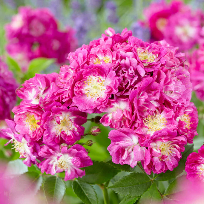 Miniatuur 1