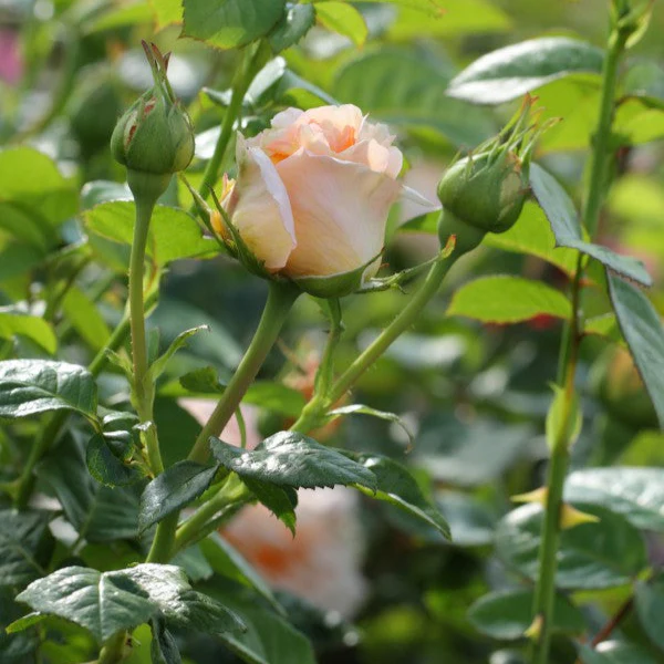 Miniatuur 5