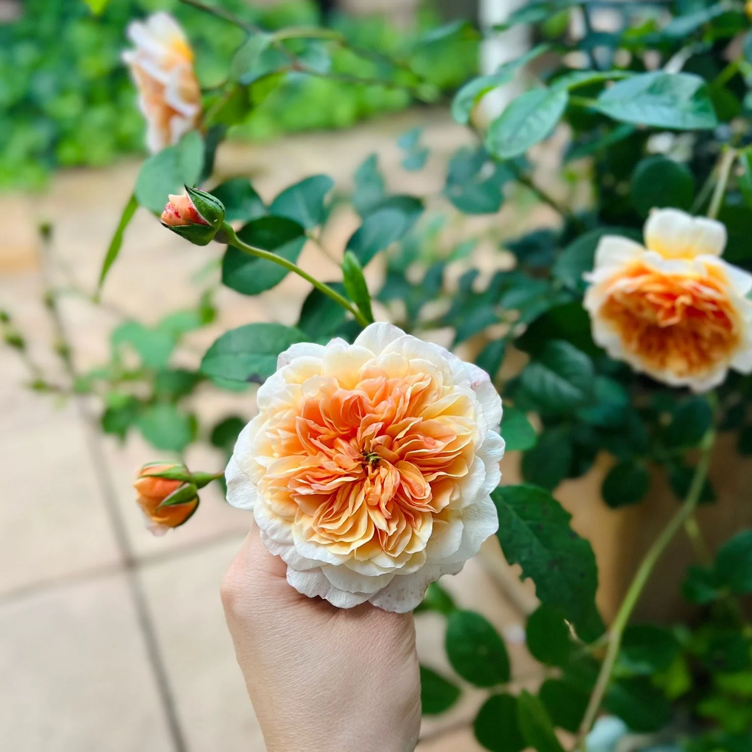 Miniatuur 4