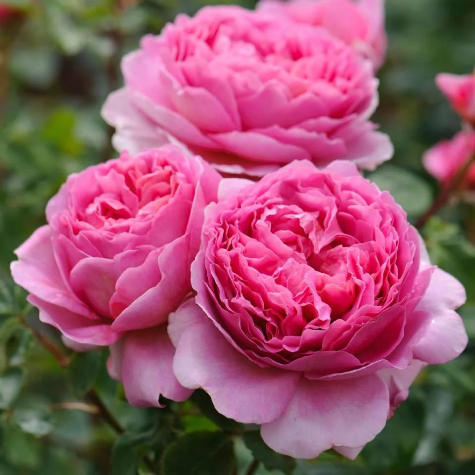 Miniatuur 2