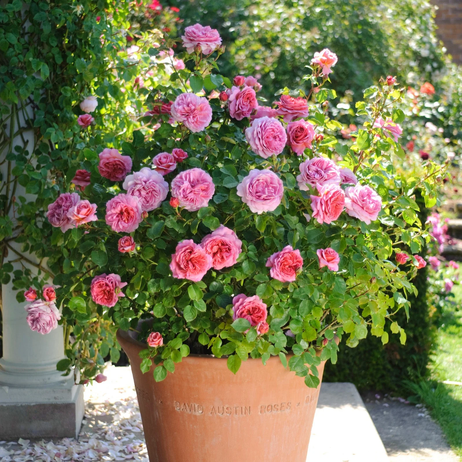 Miniatuur 3