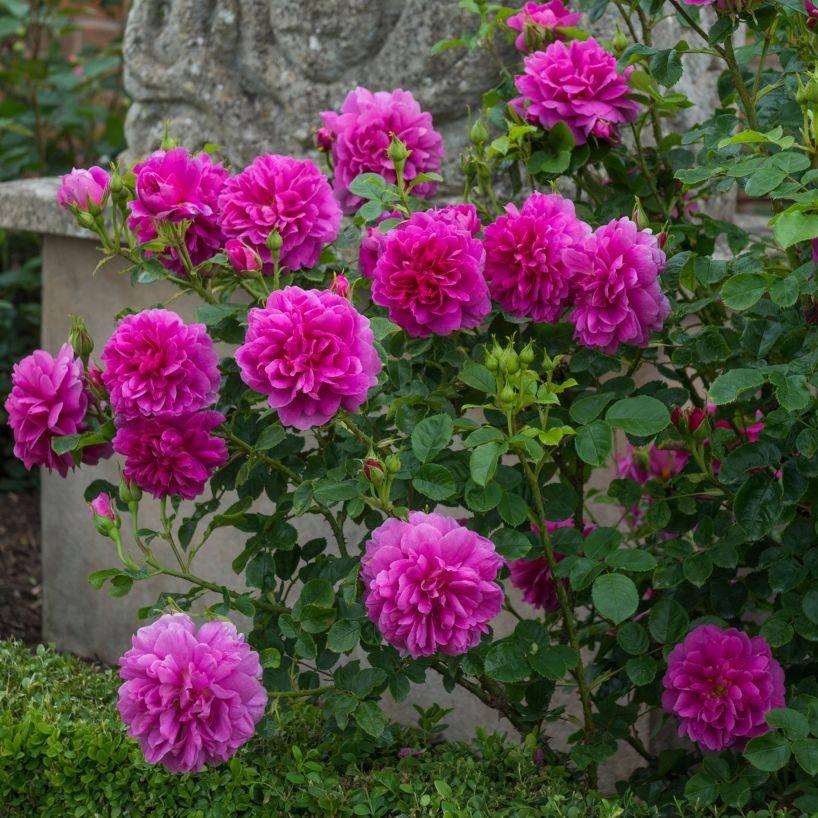 Miniatuur 3