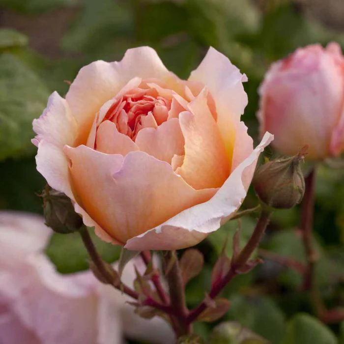 Miniatuur 1