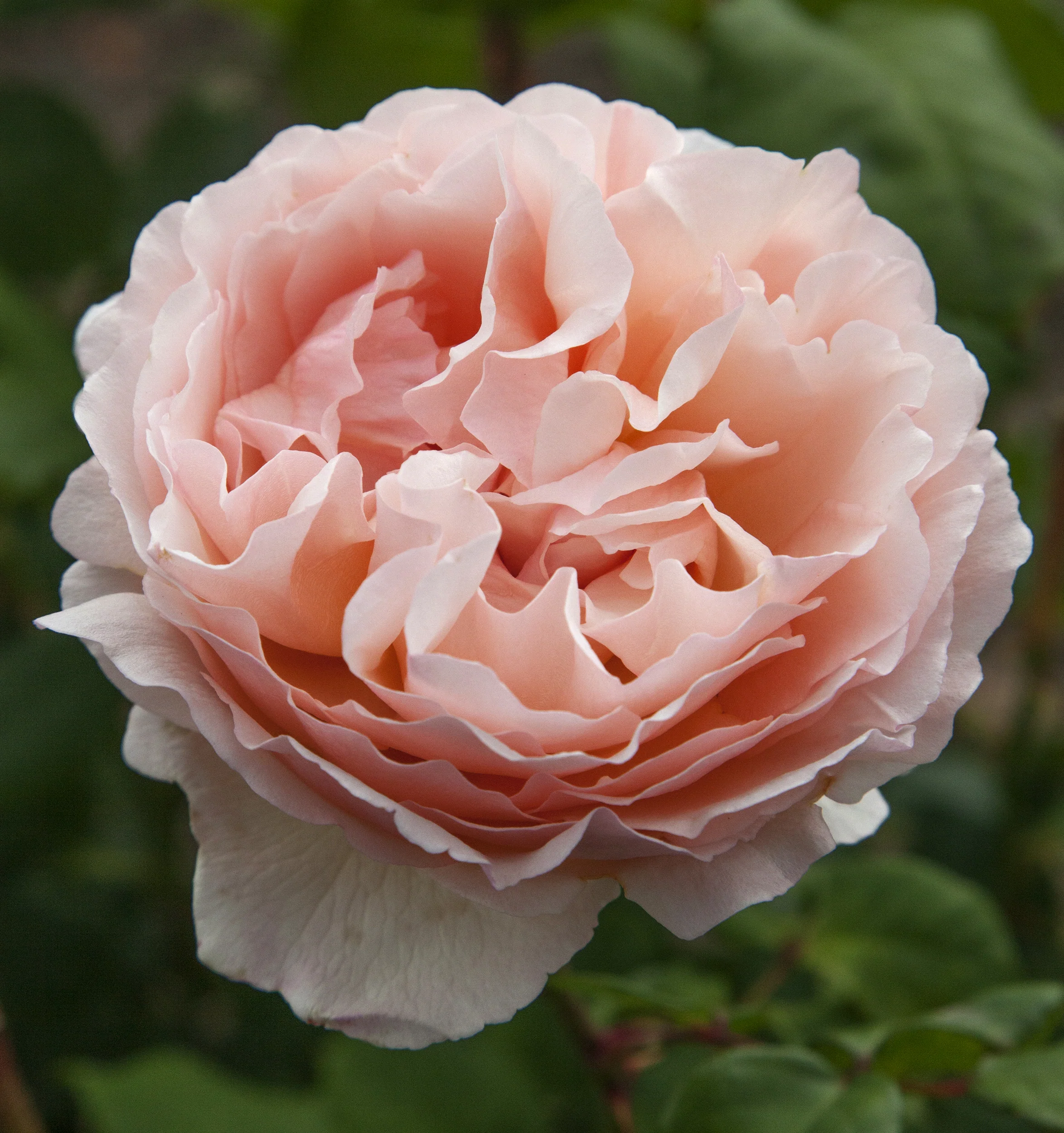 Miniatuur 2