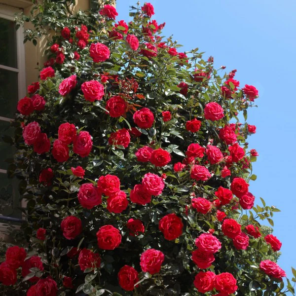 Miniatuur 2
