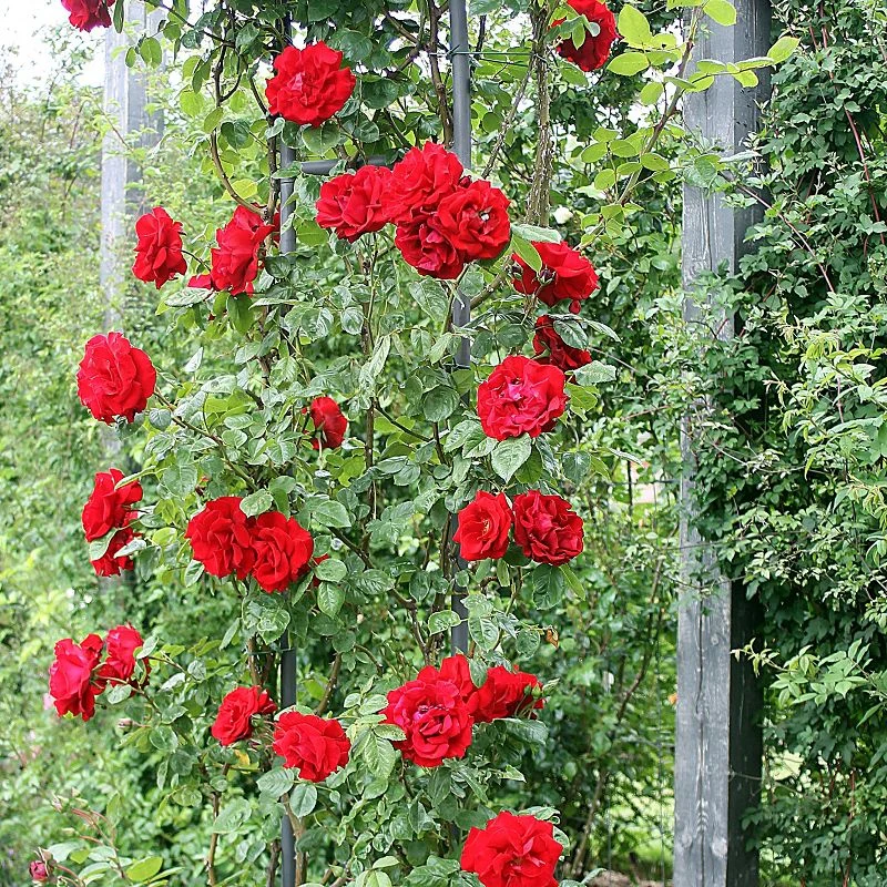 Miniatuur 7