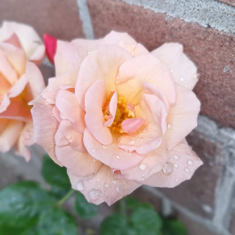 Miniatuur 2