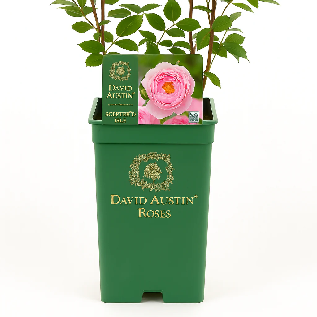 Miniatuur 5