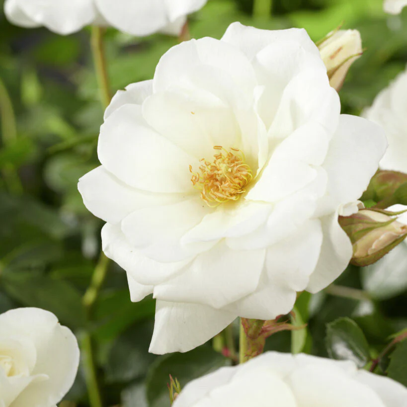 Rozen in een pot