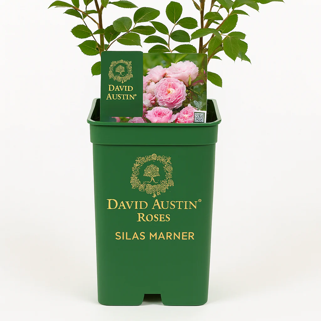 Miniatuur 4